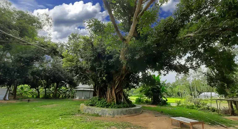 Achin Tree Kurigram