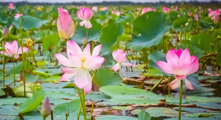 Bhutia Paddma Lakes Khulna