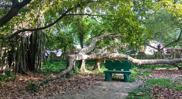 Big Banian Tree In Asia Jhenaidah