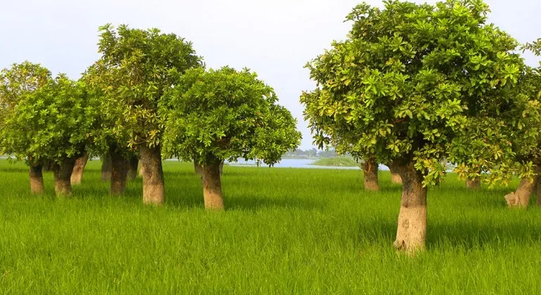 ধিল্লীর দিল্লীর আখড়া কিশোরগঞ্জ