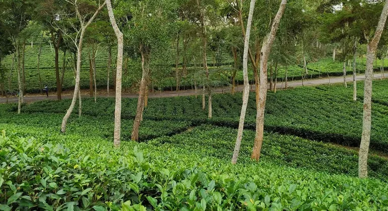 Kodala Tea Estate Chittagong