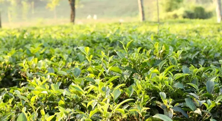 Lakkatura Tea Garden Sylhet