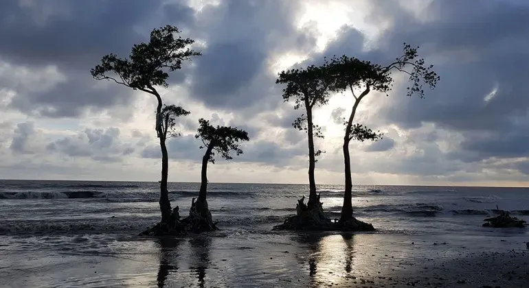 লেবুর চোর লেবুর বন পটুয়াখালী