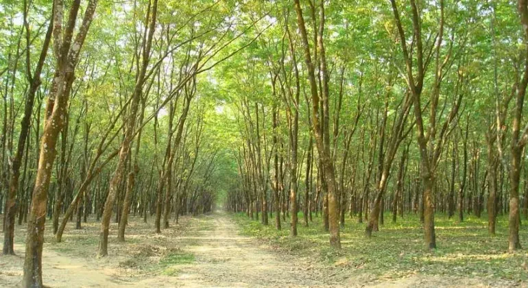 Madhupur National Park