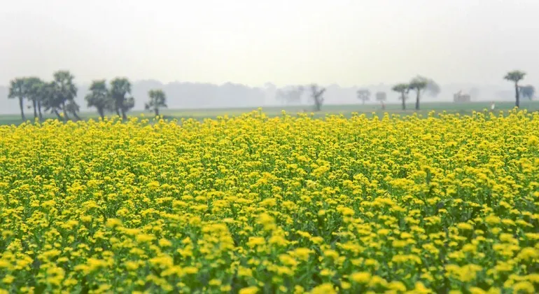 Mustard Field Manikganj