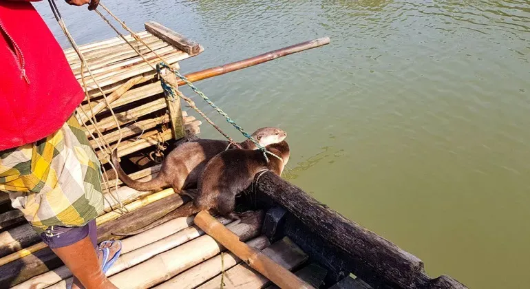 Otter Fishing In Narail Bangladesh