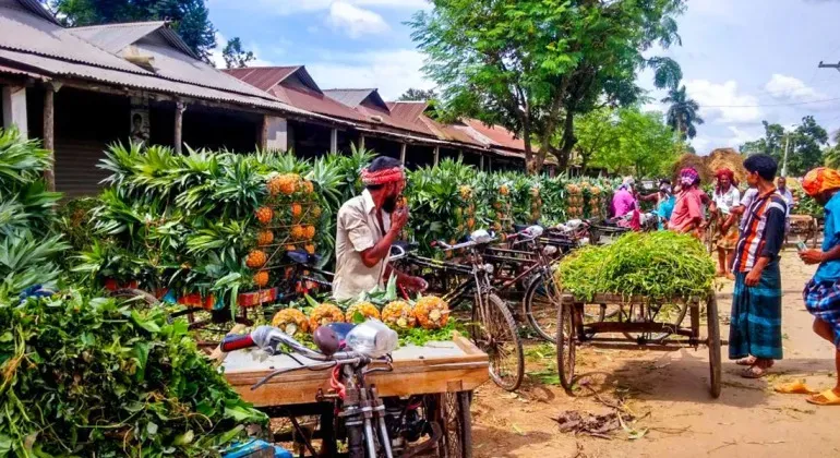 Pineapple Bazar Jalchatra Tangail