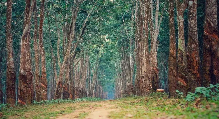 টাঙ্গাইলের পীরগাছা রাবার বাগান