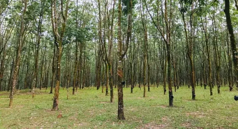 Ramu Rubber Garden