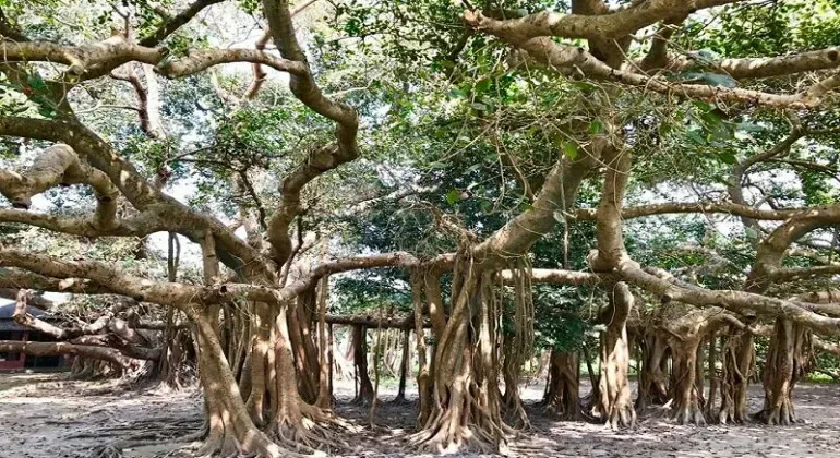 Shaitta Banyan Tree Dhamrai