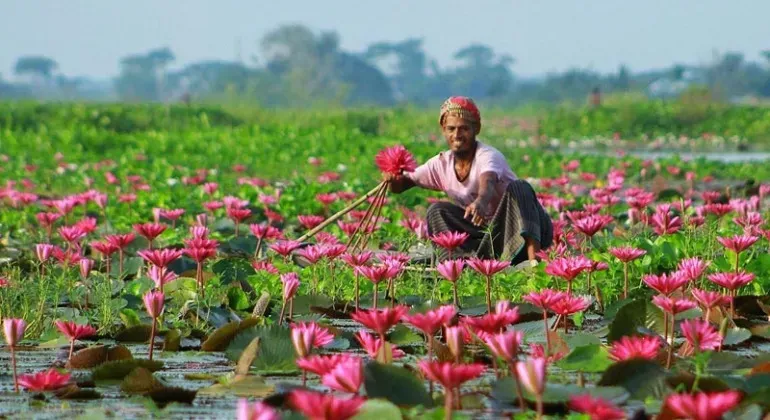 শাপলা গ্রাম সাতলা