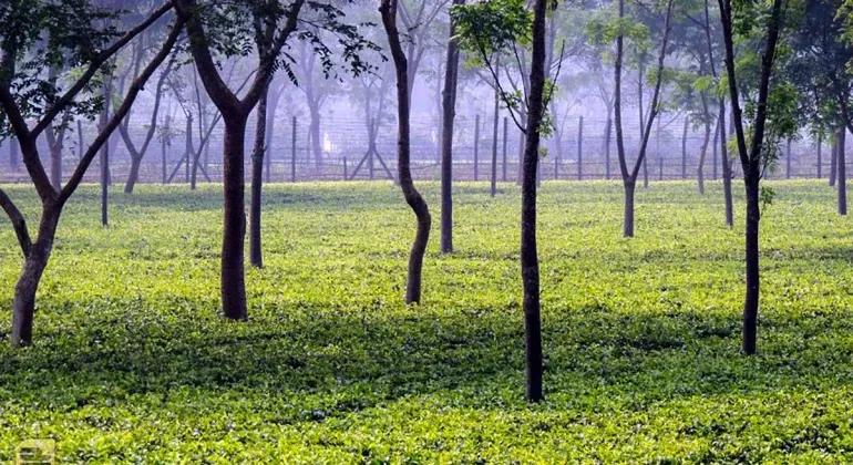 Tea Garden Panchagarh