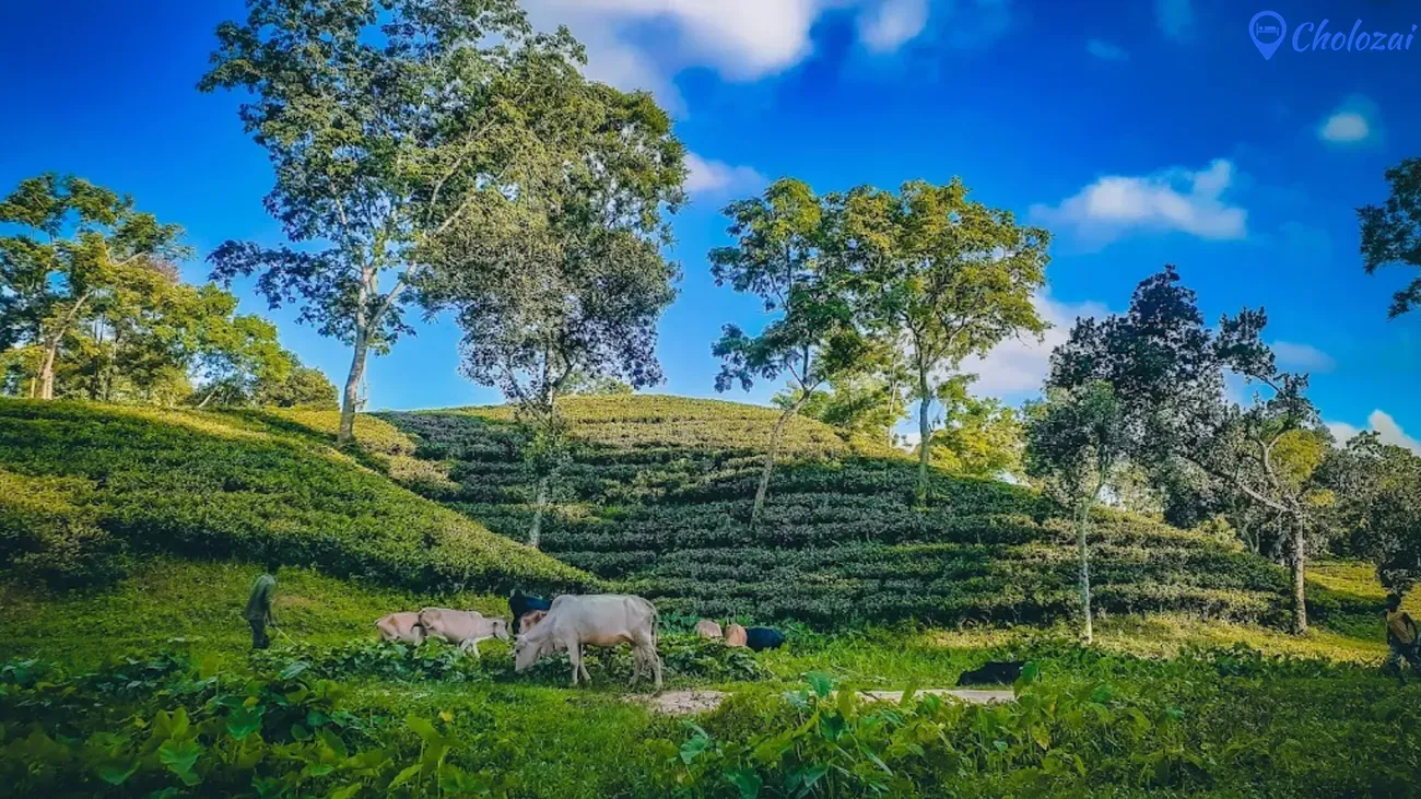 Tea Garden